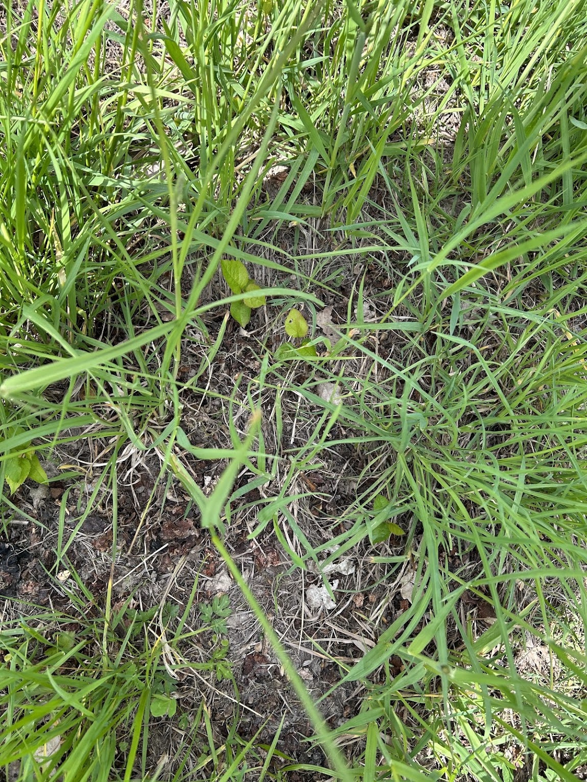 Apfelsämlinge im Trester